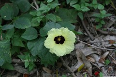 Hibiscus calyphyllus